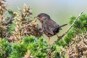 Stephen Nobbs - Dartford Warbler fetching food
